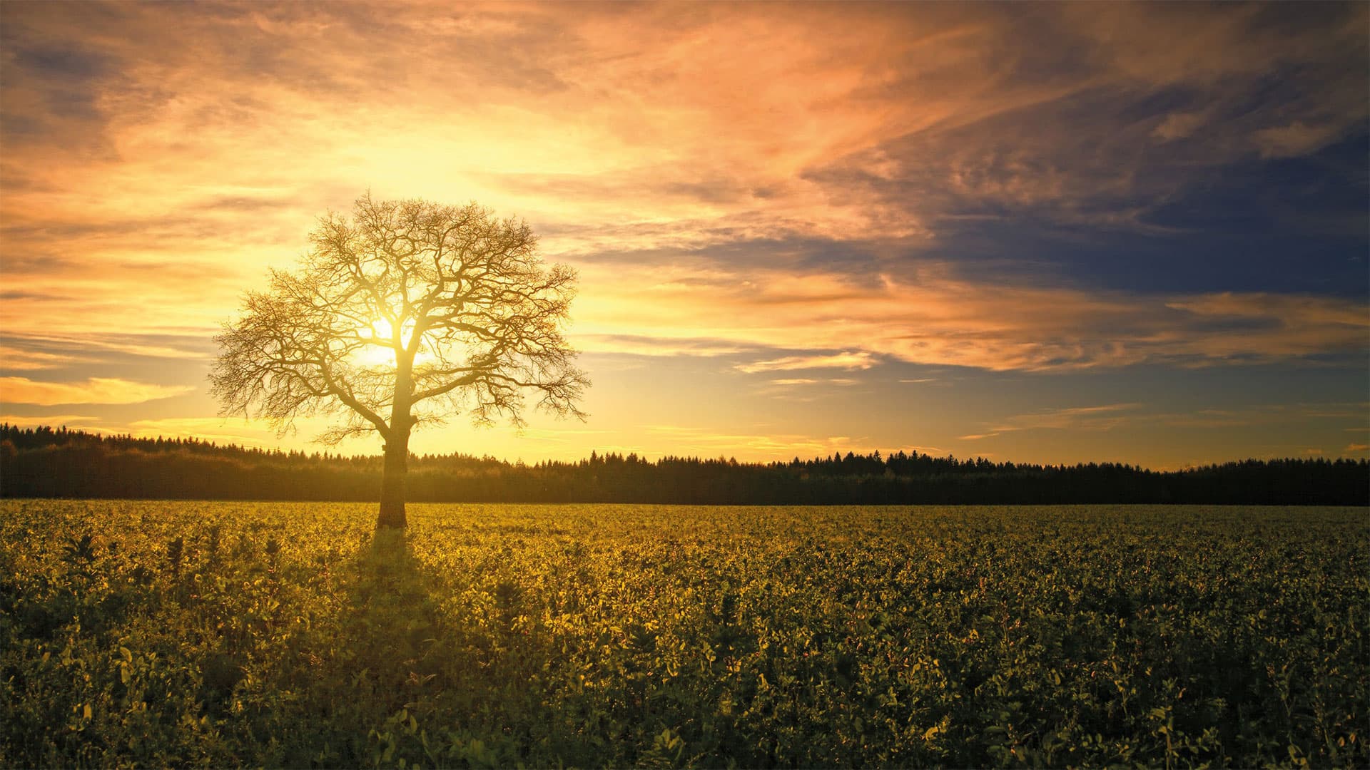 A lone tree in a meadow at sunset.